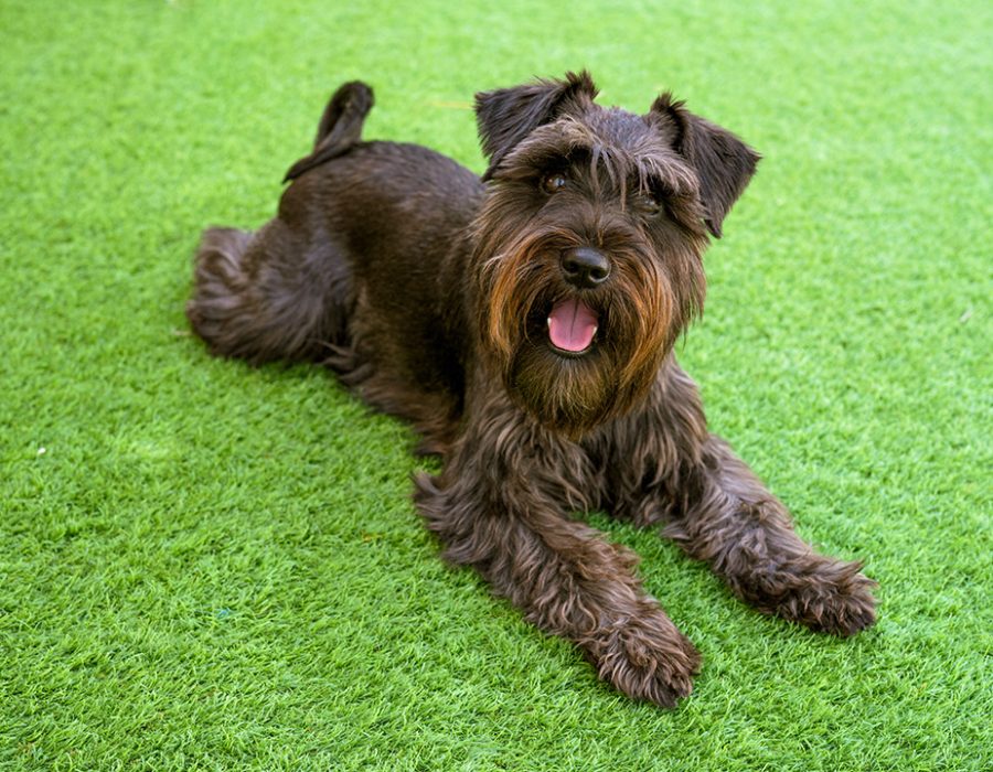 artificial grass for pets